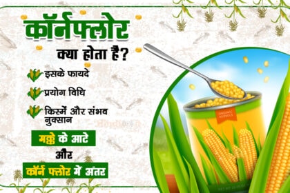 cornflour meaning in hindi, benefits, uses & side-effects in Hindi
